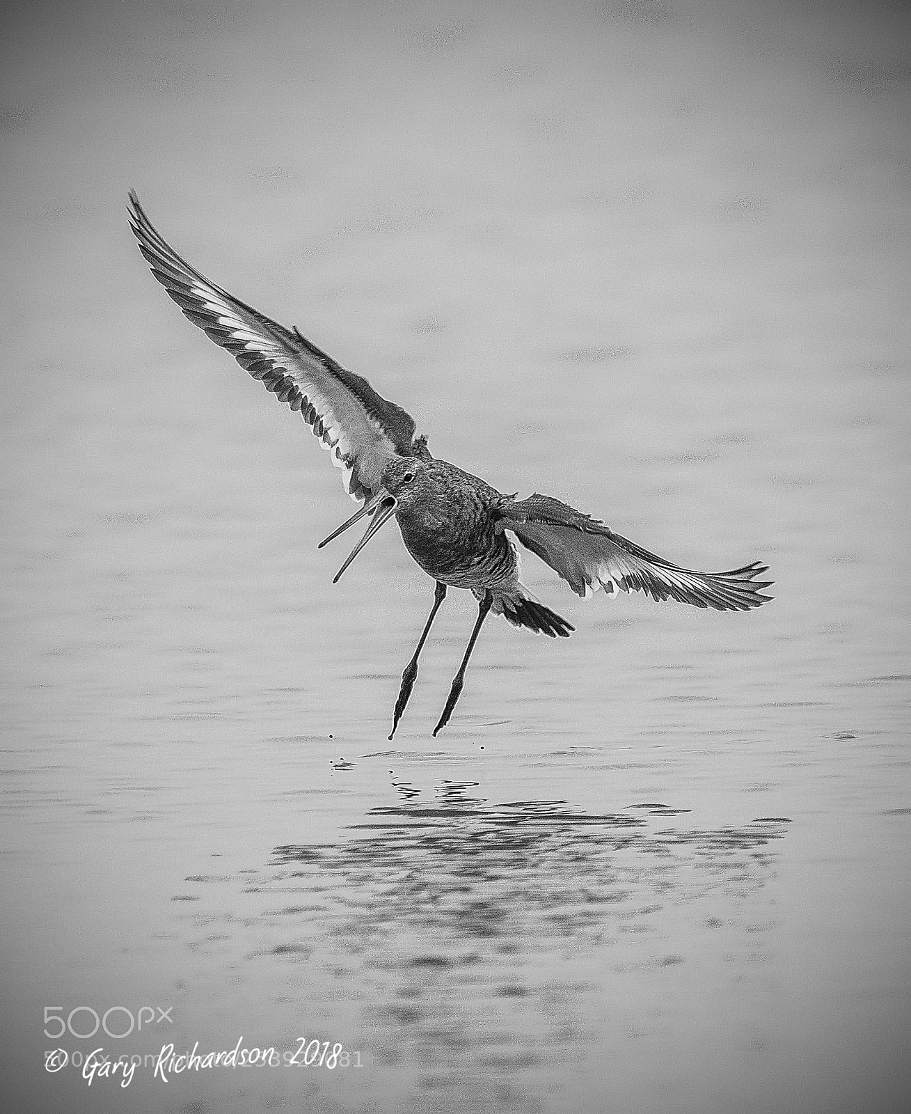 Nikon D500 sample photo. Black tailed godwit photography