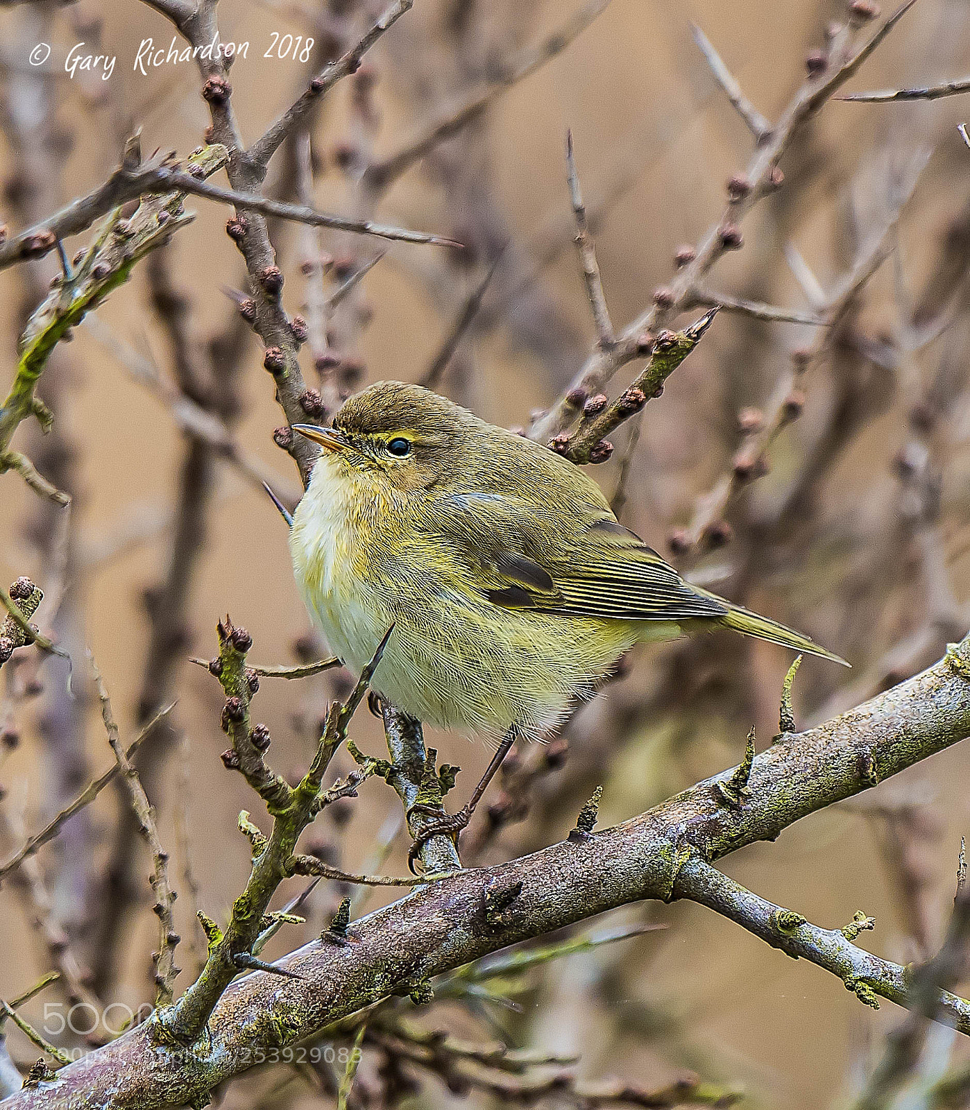 Nikon D500 sample photo. Chiffchaff photography
