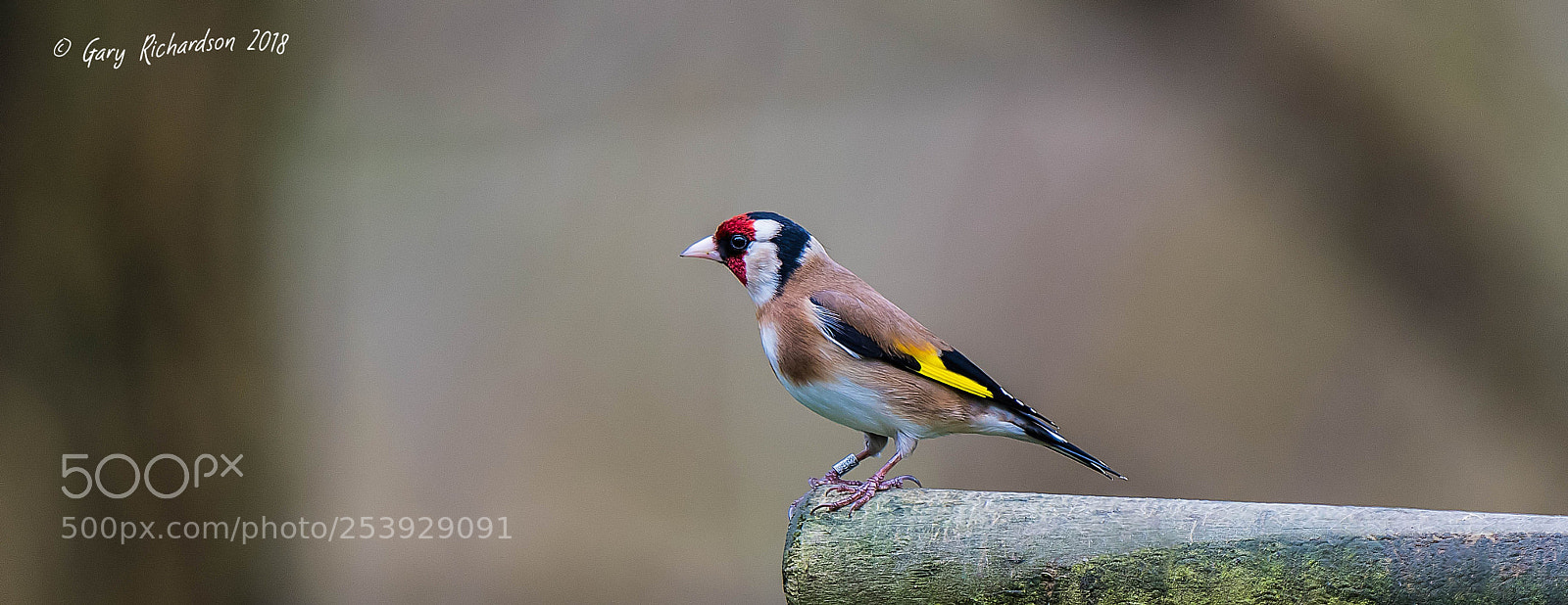 Nikon D500 sample photo. Goldfinch photography