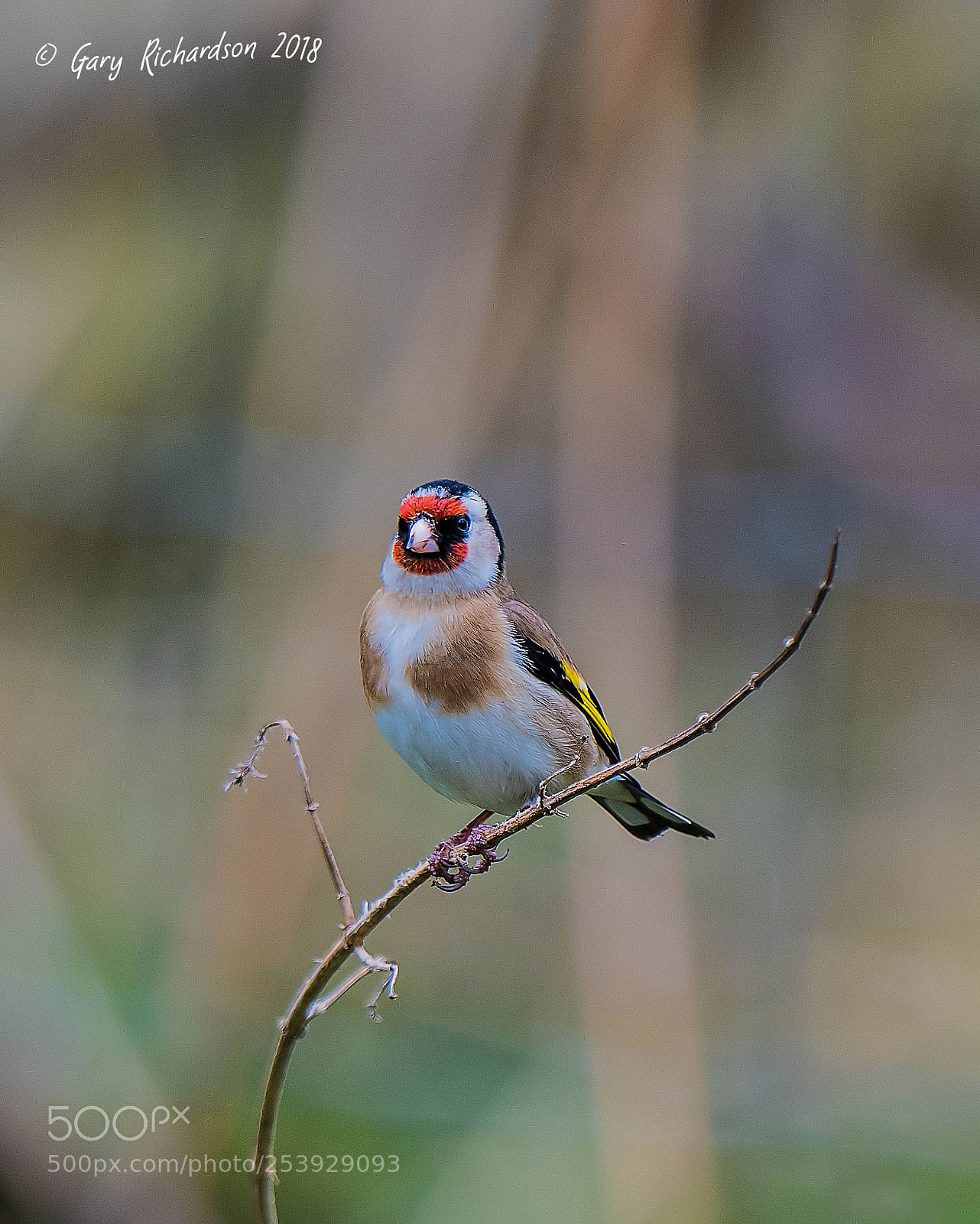 Nikon D500 sample photo. Goldfinch photography