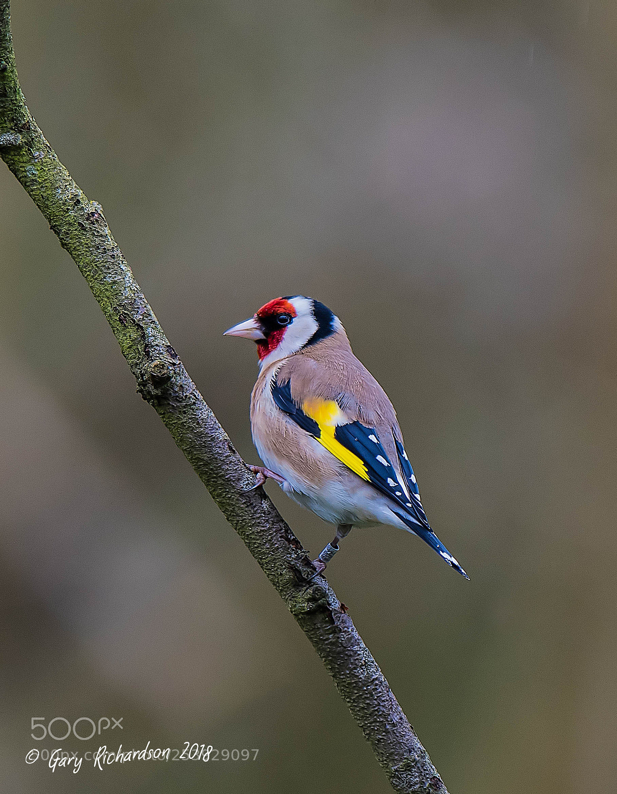 Nikon D500 sample photo. Goldfinch photography
