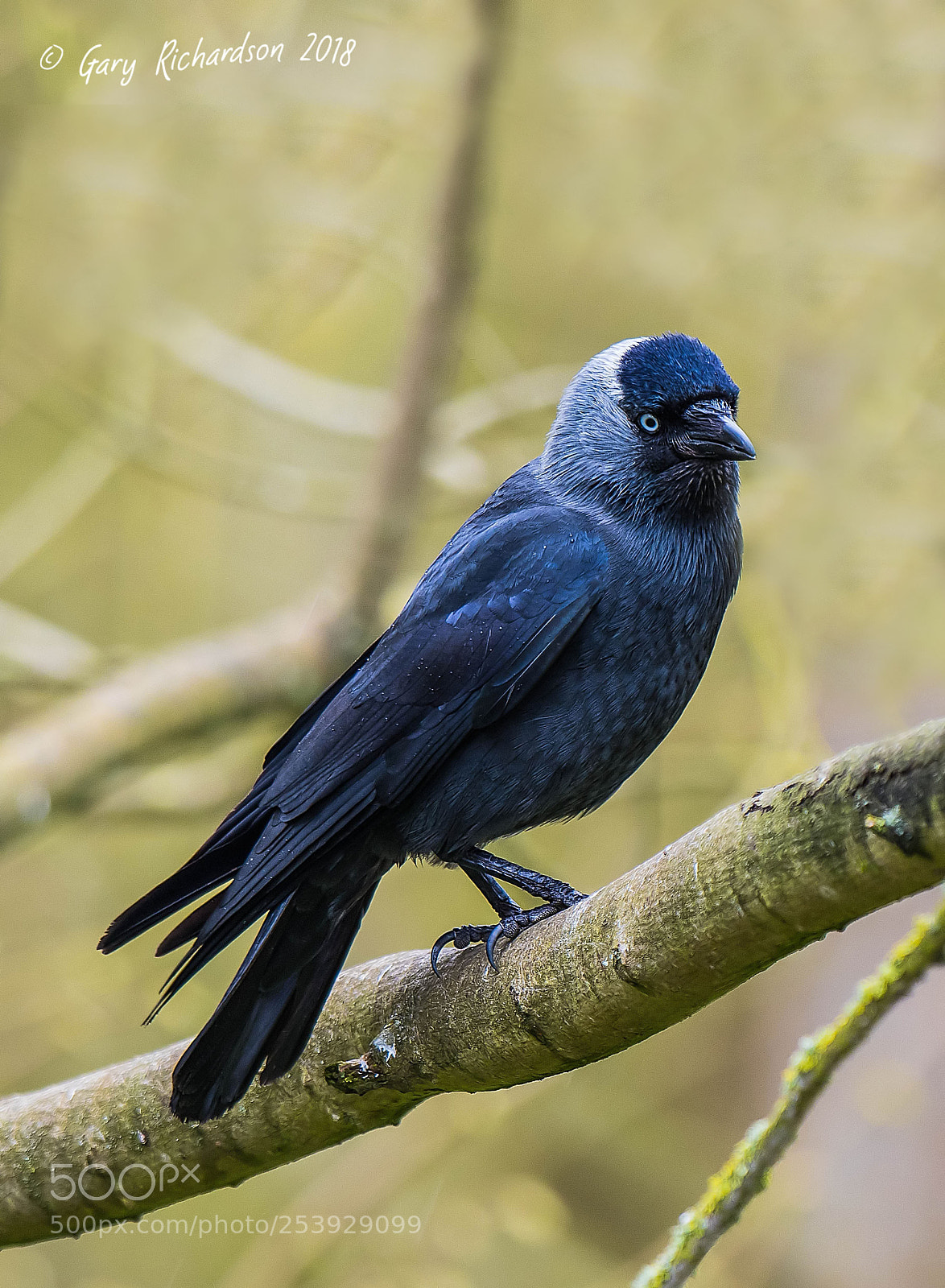 Nikon D500 sample photo. Jackdaw photography