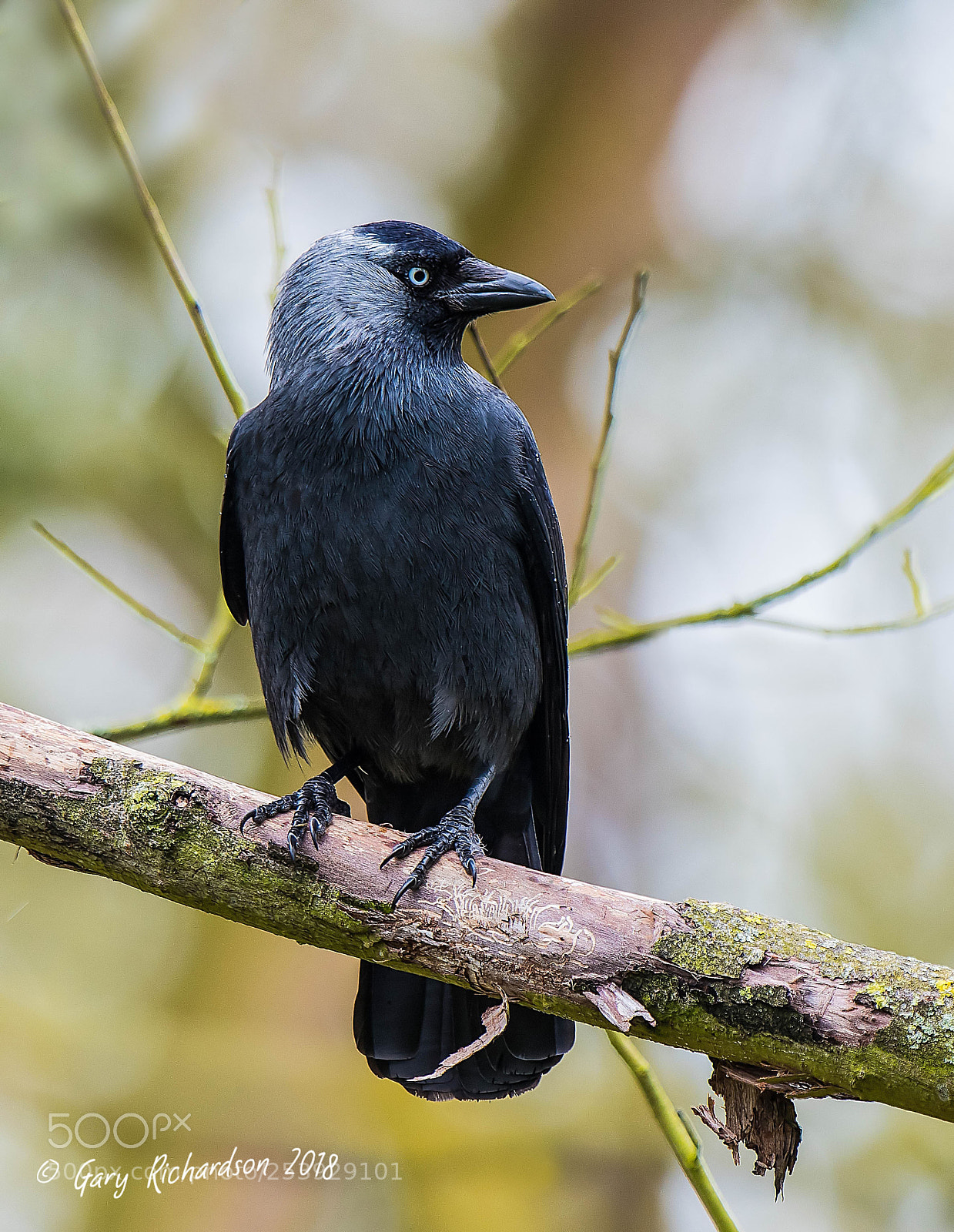Nikon D500 sample photo. Jackdaw photography