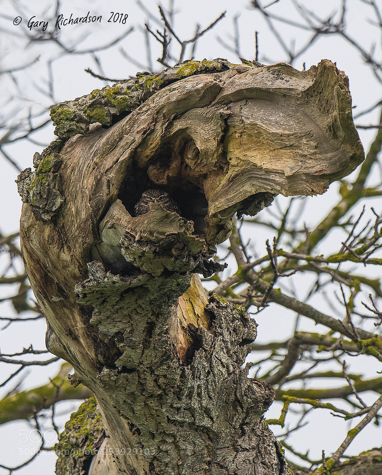 Nikon D500 sample photo. Little owl photography