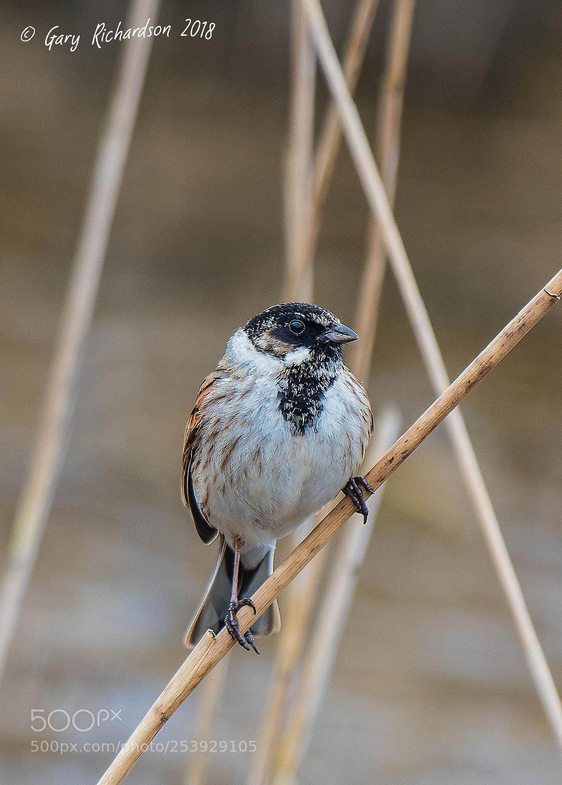 Nikon D500 sample photo. Reed bunting photography