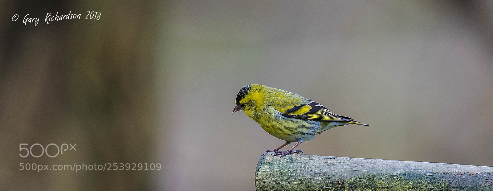 Nikon D500 sample photo. Siskin photography