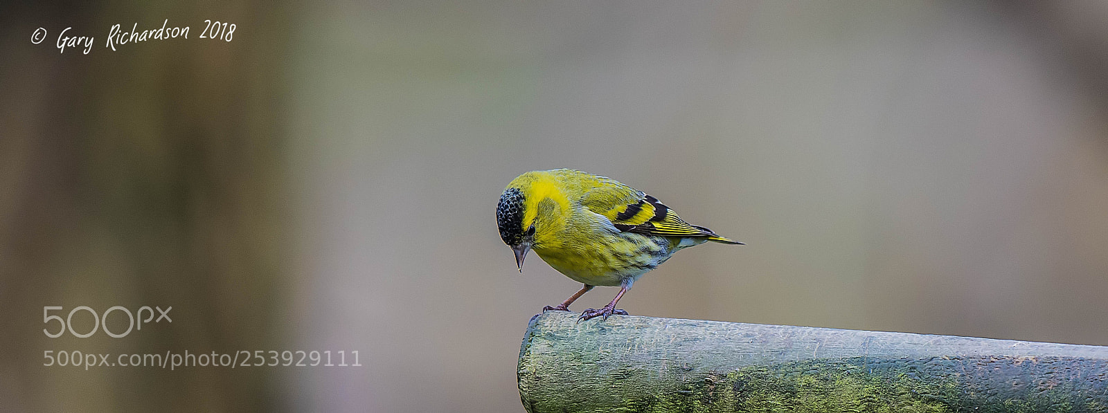 Nikon D500 sample photo. Siskin photography