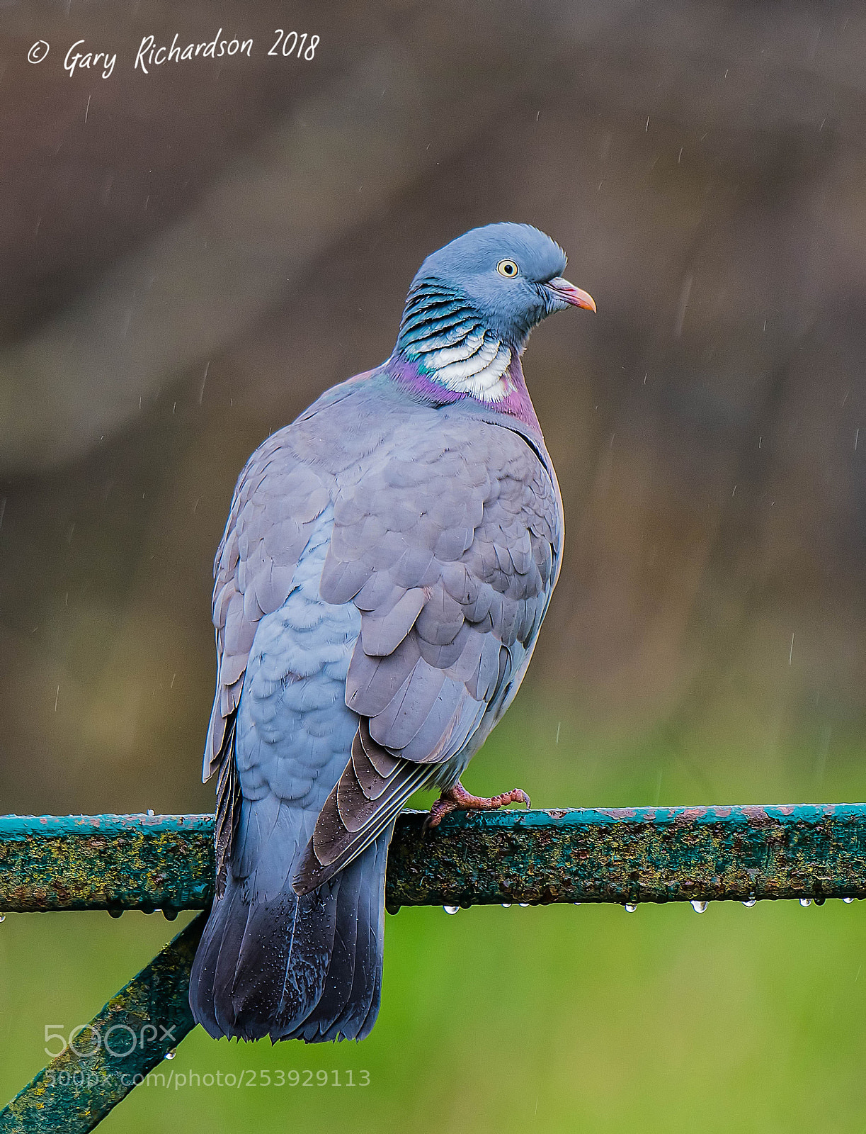 Nikon D500 sample photo. Wood pigeon photography