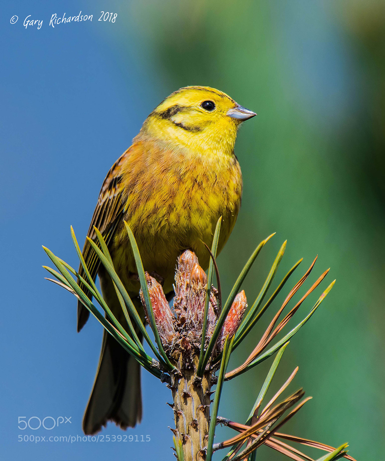 Nikon D500 sample photo. Yellowhammer photography