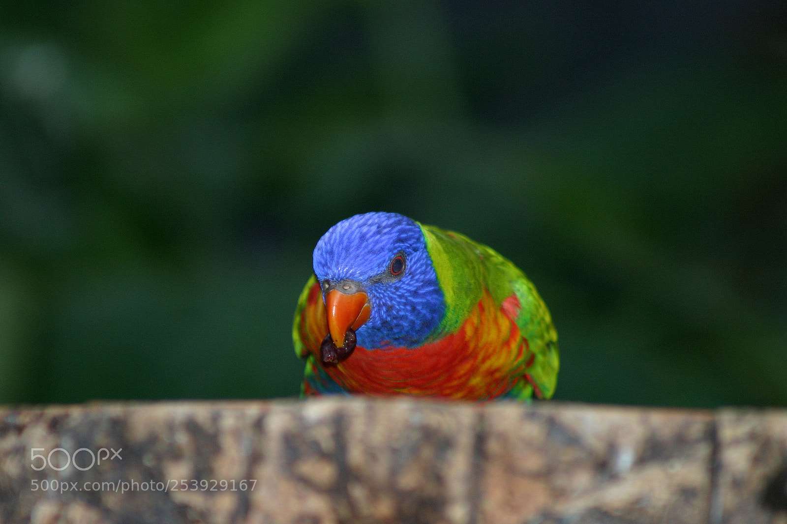Canon EOS 10D sample photo. Img photography