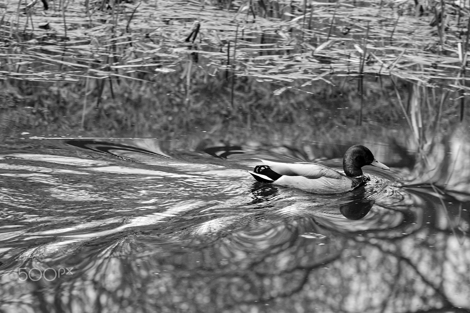 Sigma 70-200mm F2.8 EX DG OS HSM sample photo. Mr duck photography