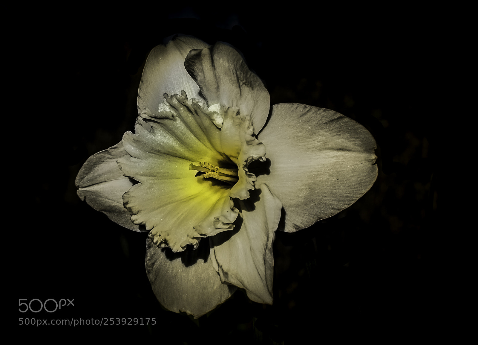 Nikon D5000 sample photo. Narcis photography