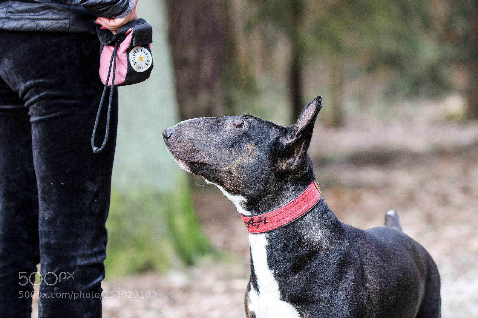 Canon EOS 750D (EOS Rebel T6i / EOS Kiss X8i) sample photo. Bullterier, lovely dog :) photography