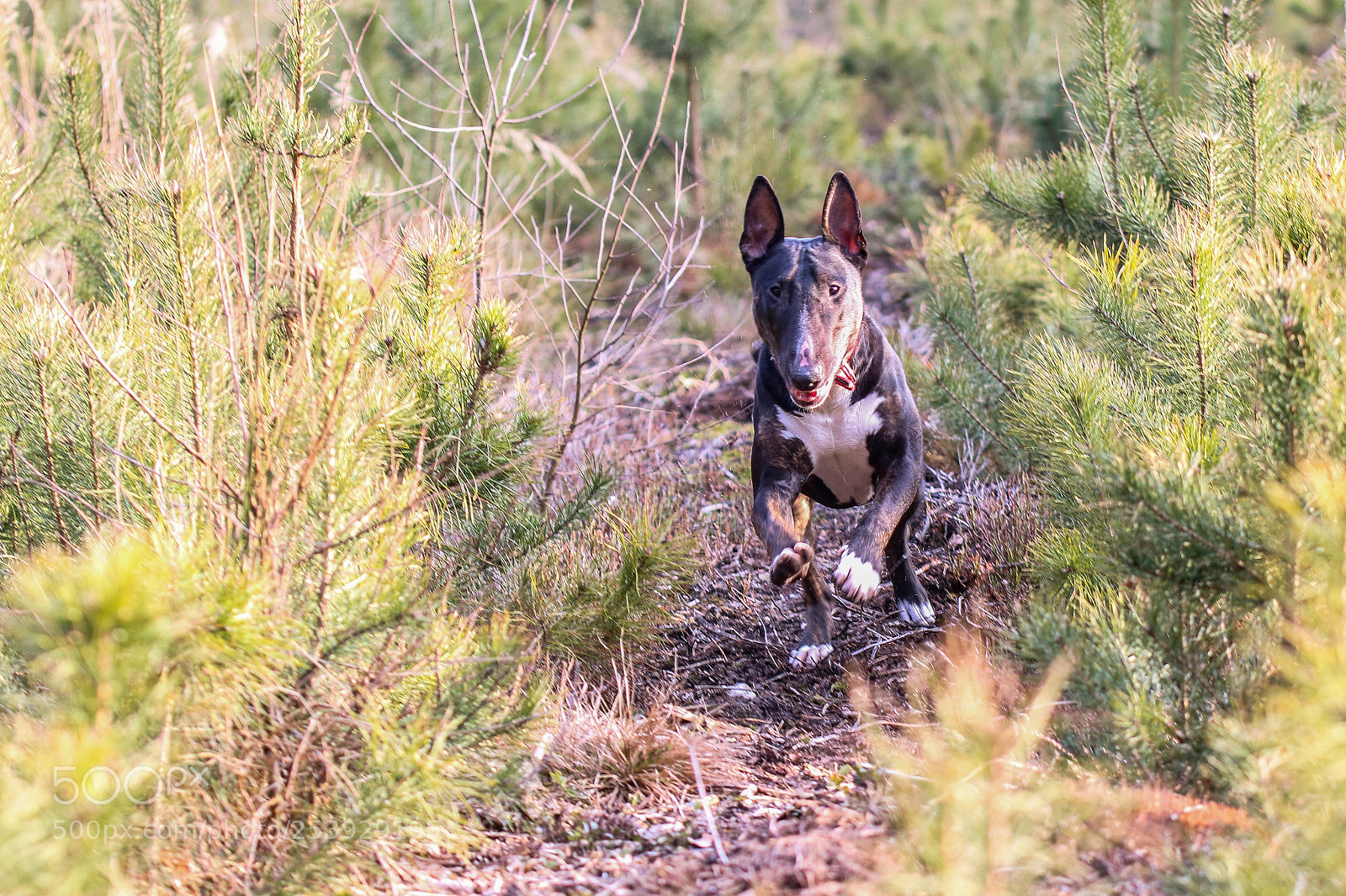 Canon EOS 750D (EOS Rebel T6i / EOS Kiss X8i) sample photo. Bullterier, lovely dog :) photography