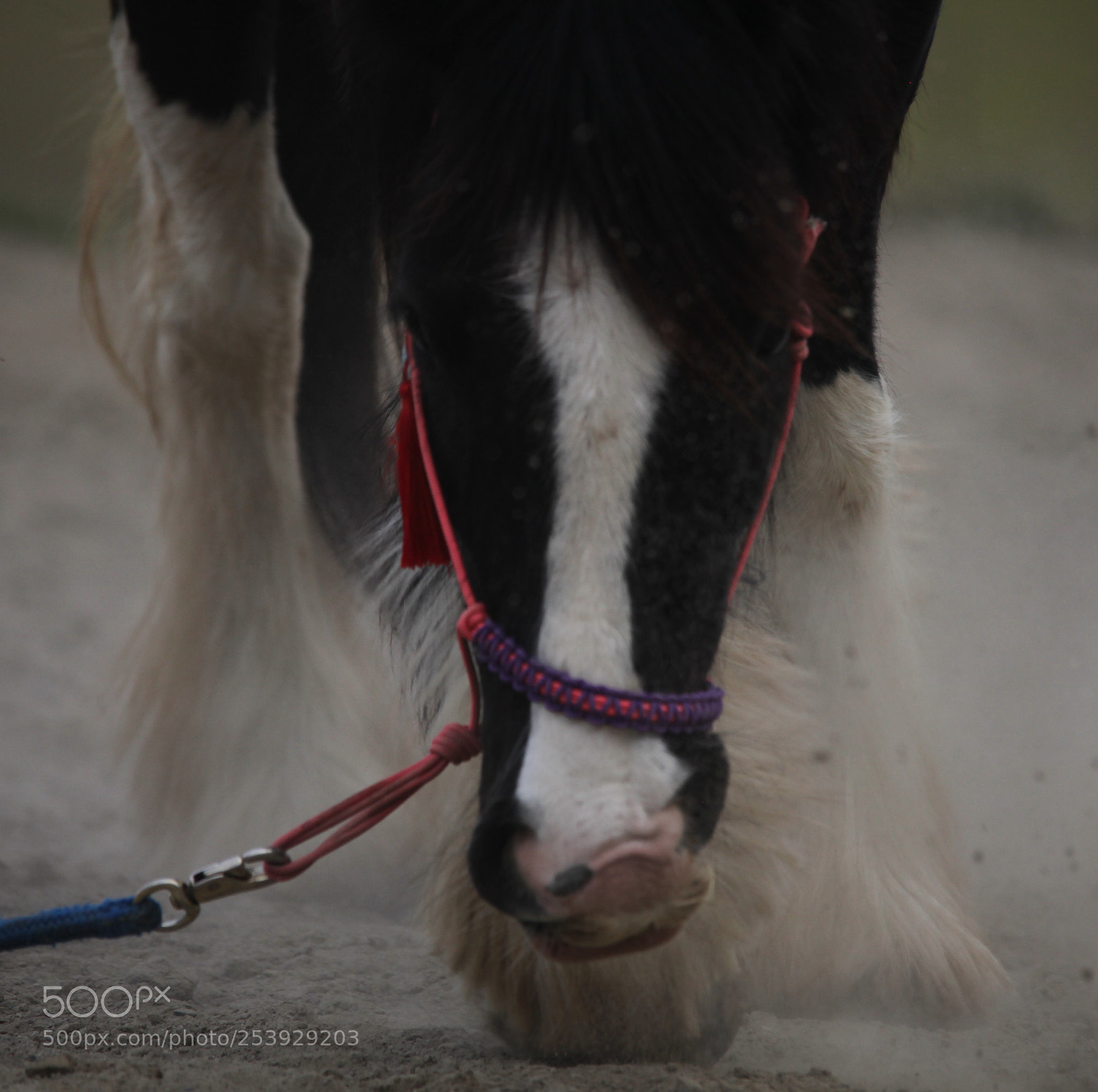 Canon EOS 5D Mark II sample photo. Untitled photography