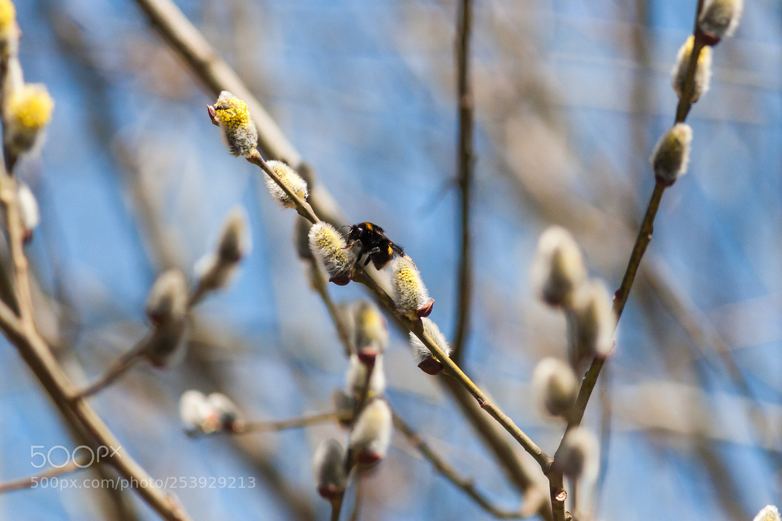 Canon EOS 30D sample photo. Bumblebee photography