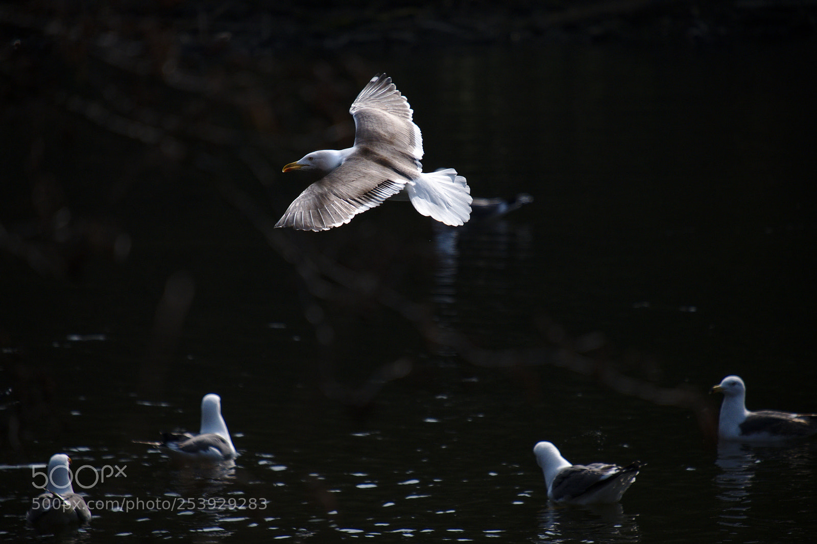 Fujifilm X-T2 sample photo. Seagull in flight photography
