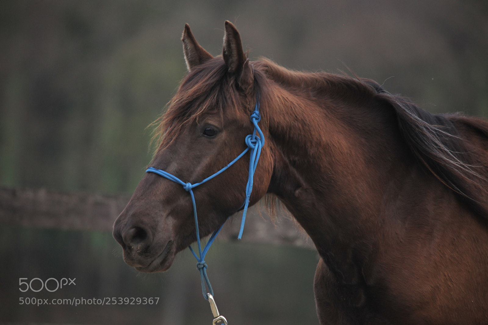 Canon EOS 5D Mark II sample photo. Untitled photography
