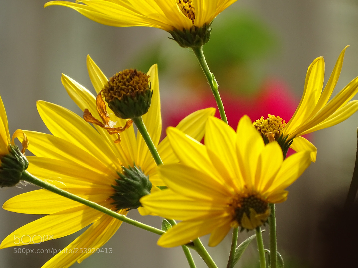 Sony Cyber-shot DSC-HX400V sample photo. Untitled photography