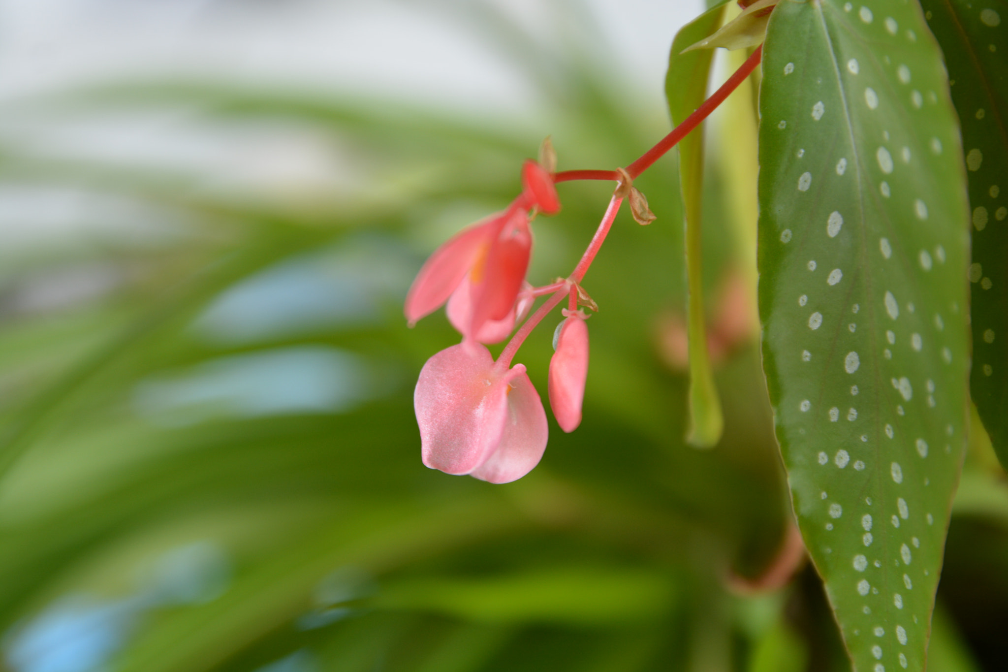 Nikon D7100 sample photo. Delicacy photography