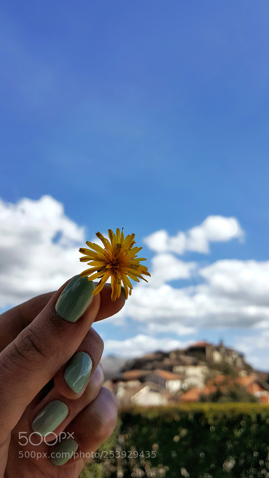 Samsung Galaxy S6 sample photo. Yellow flower photography