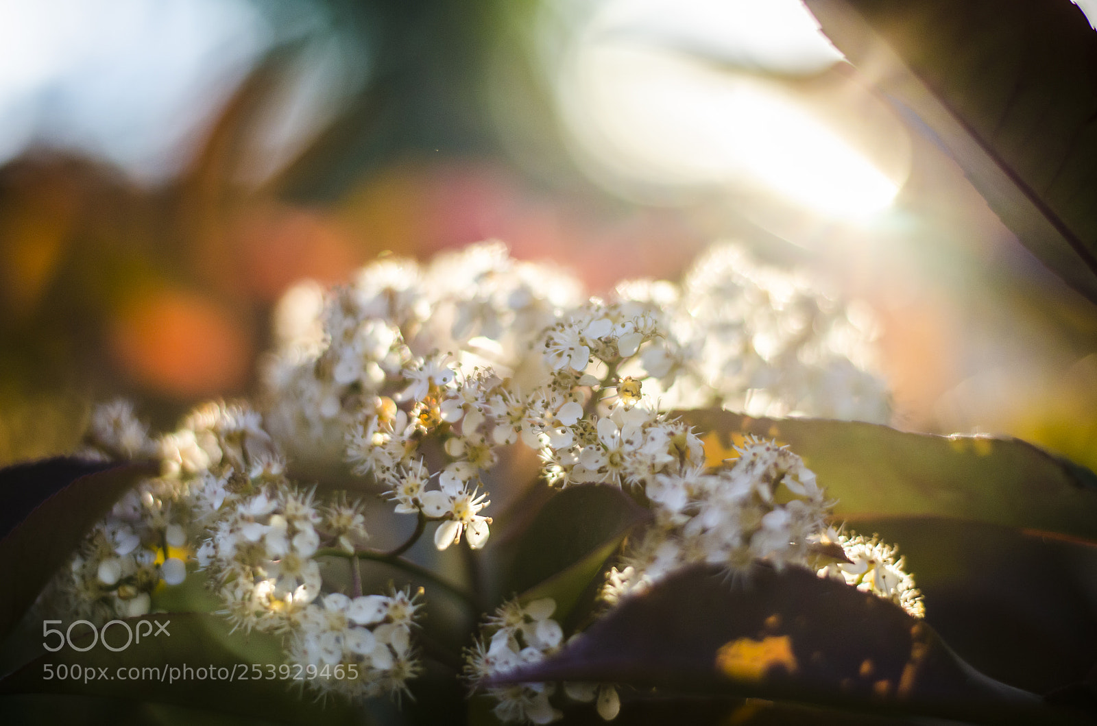 Nikon D7000 sample photo. Spring flowers photography