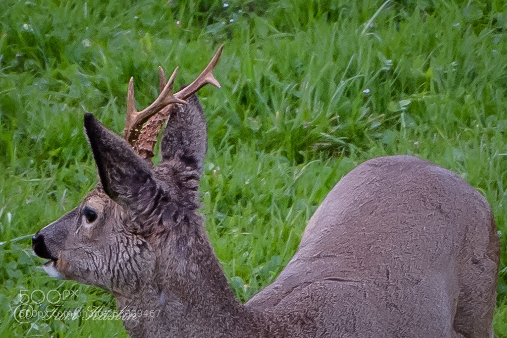 Nikon D810 sample photo. Wildlife photography