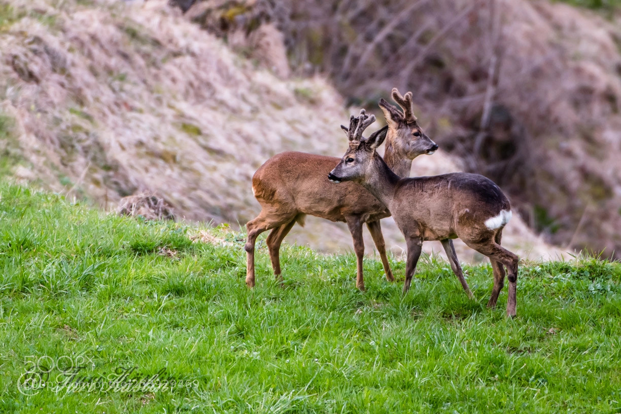 Nikon D810 sample photo. Wildlife photography