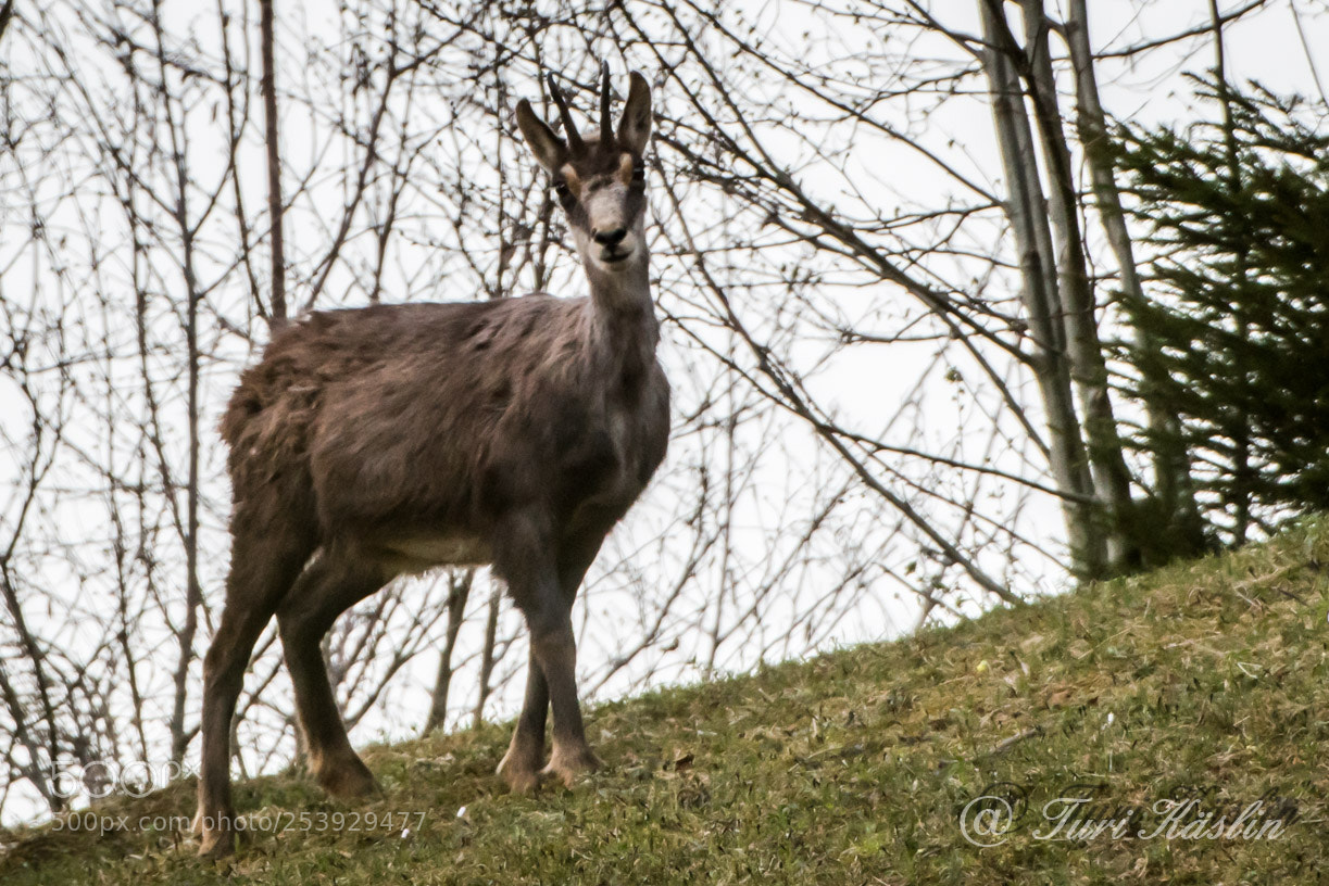 Nikon D810 sample photo. Wildlife photography