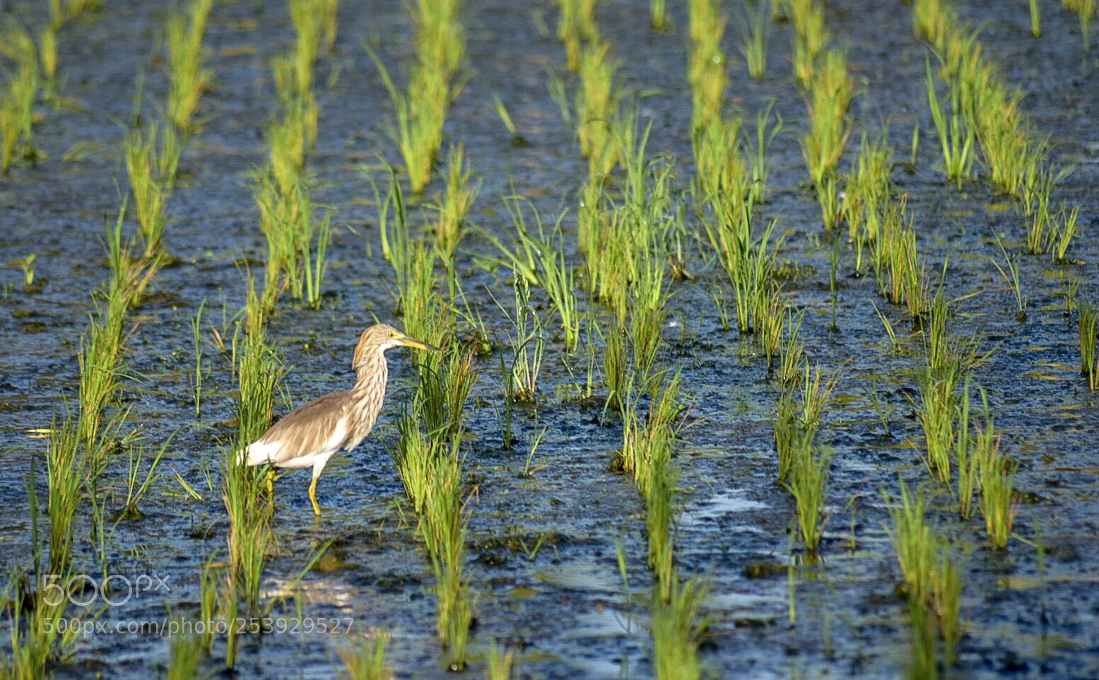 Nikon D5300 sample photo. Hunting for survival  photography