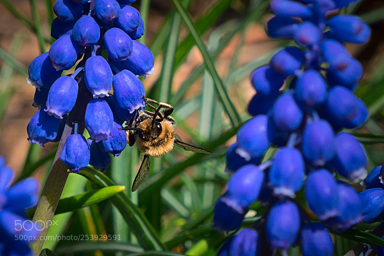 Panasonic Lumix DMC-GX7 sample photo. Spring in my garden #2 photography