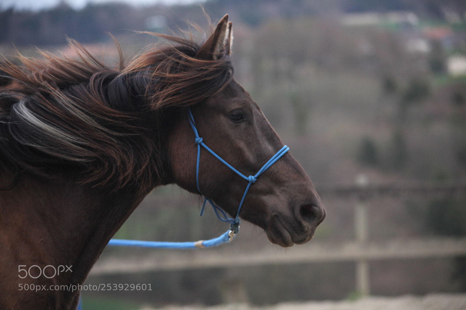 Canon EOS 5D Mark II sample photo. Untitled photography