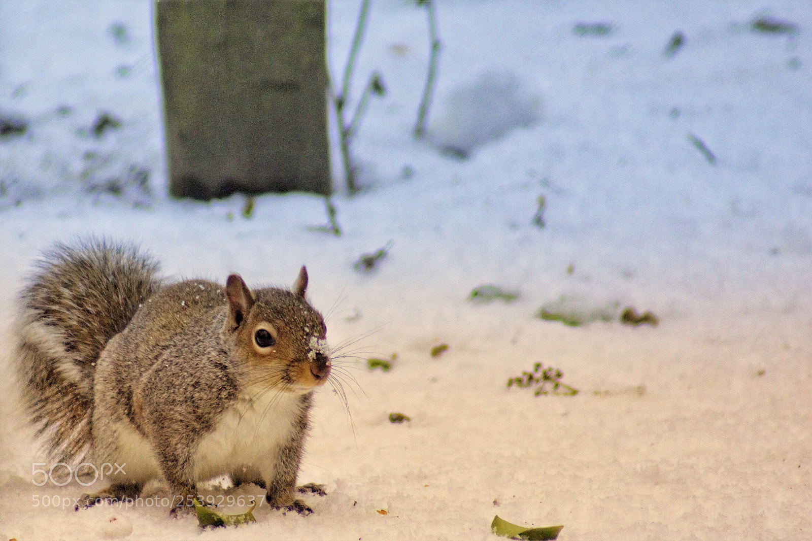 Sony SLT-A65 (SLT-A65V) sample photo. Squirrel photography