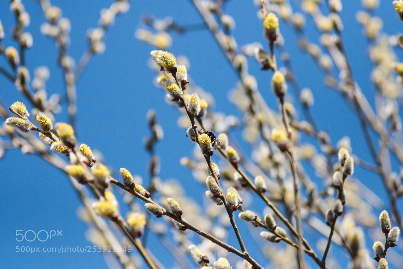 Canon EOS 30D sample photo. Bumblebee photography