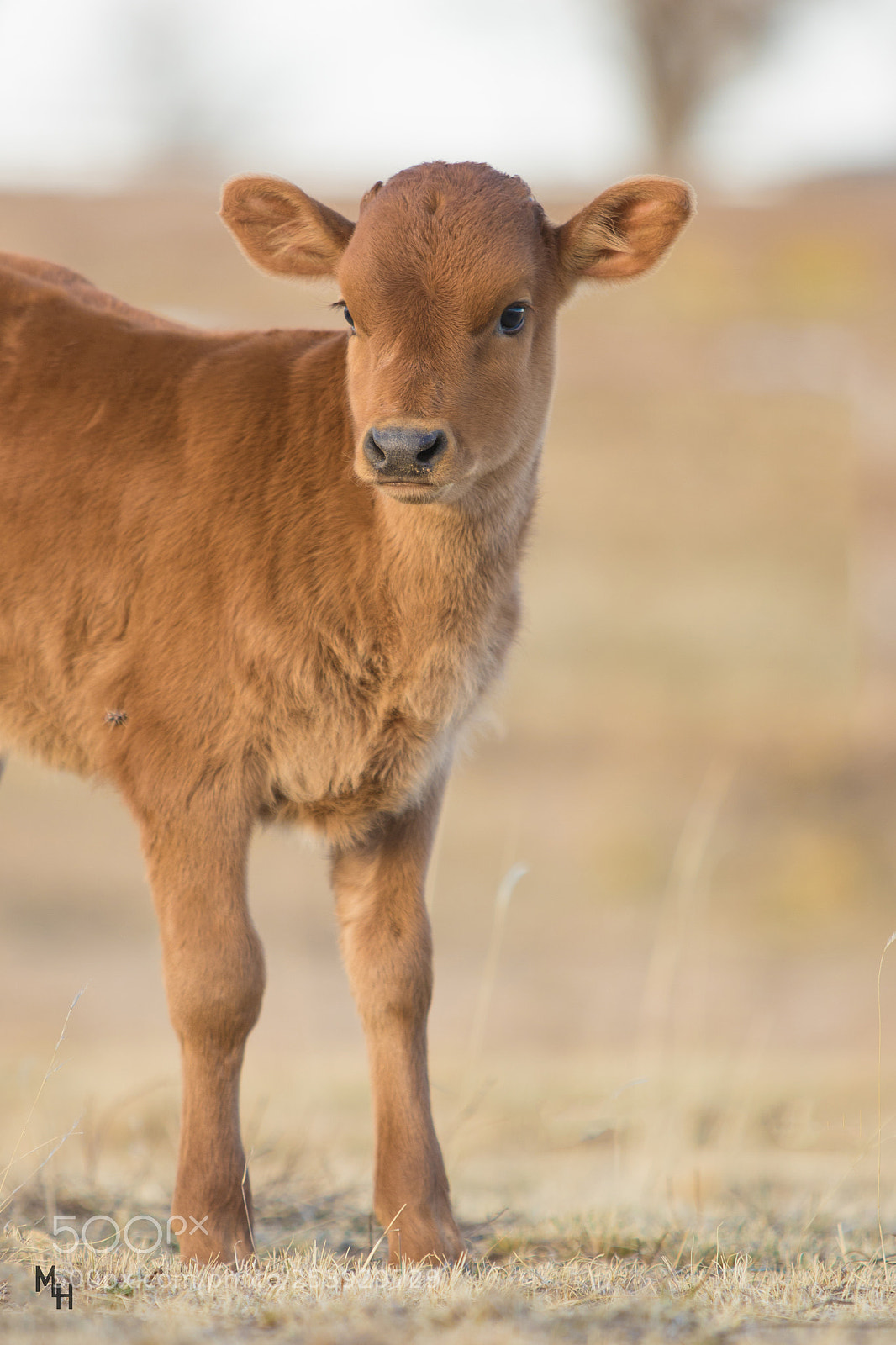 Canon EOS 7D Mark II sample photo. Baby brown photography