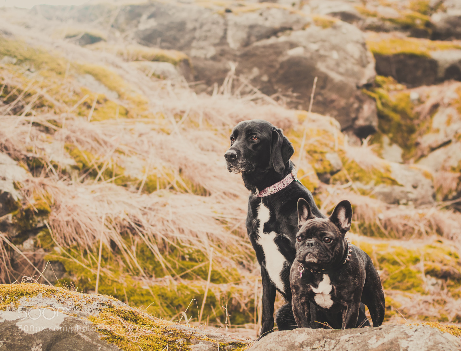 Nikon D3300 sample photo. Sisters photography