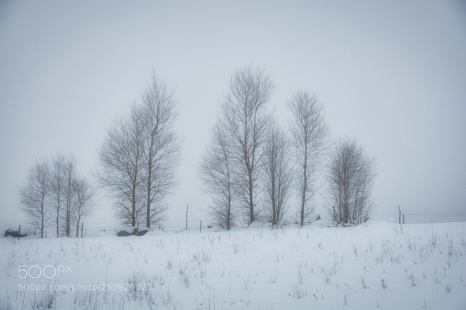 Nikon D7100 sample photo. Foggy day photography