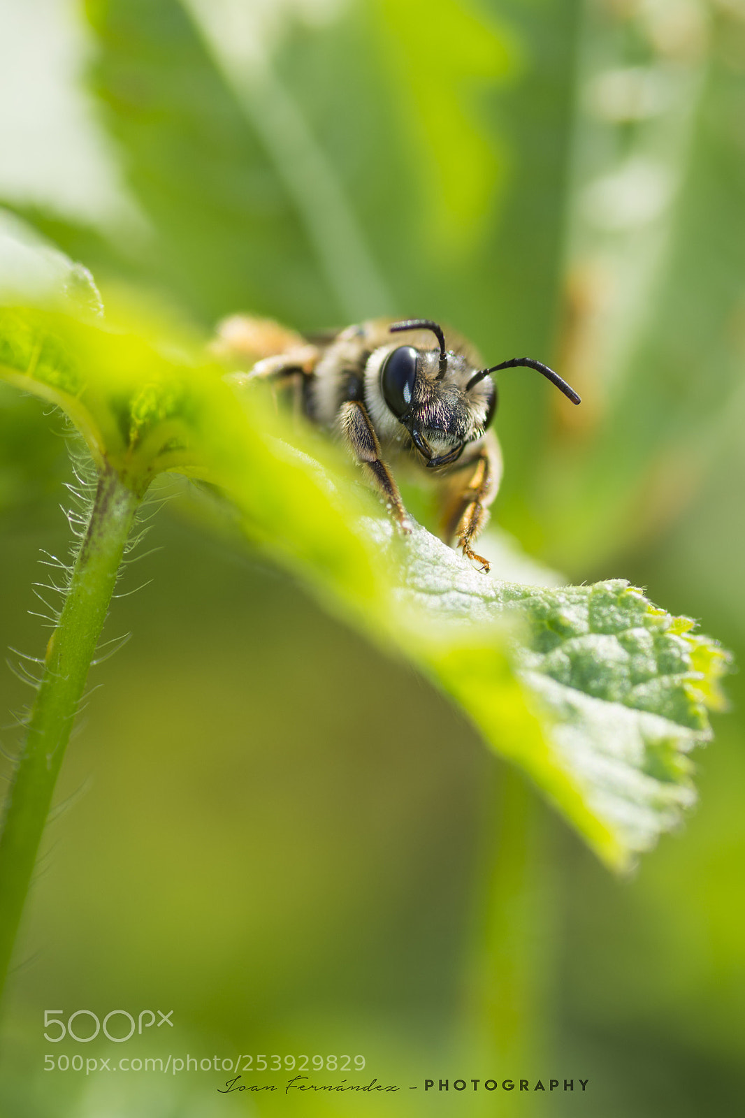 Nikon D7200 sample photo. The resting of the photography