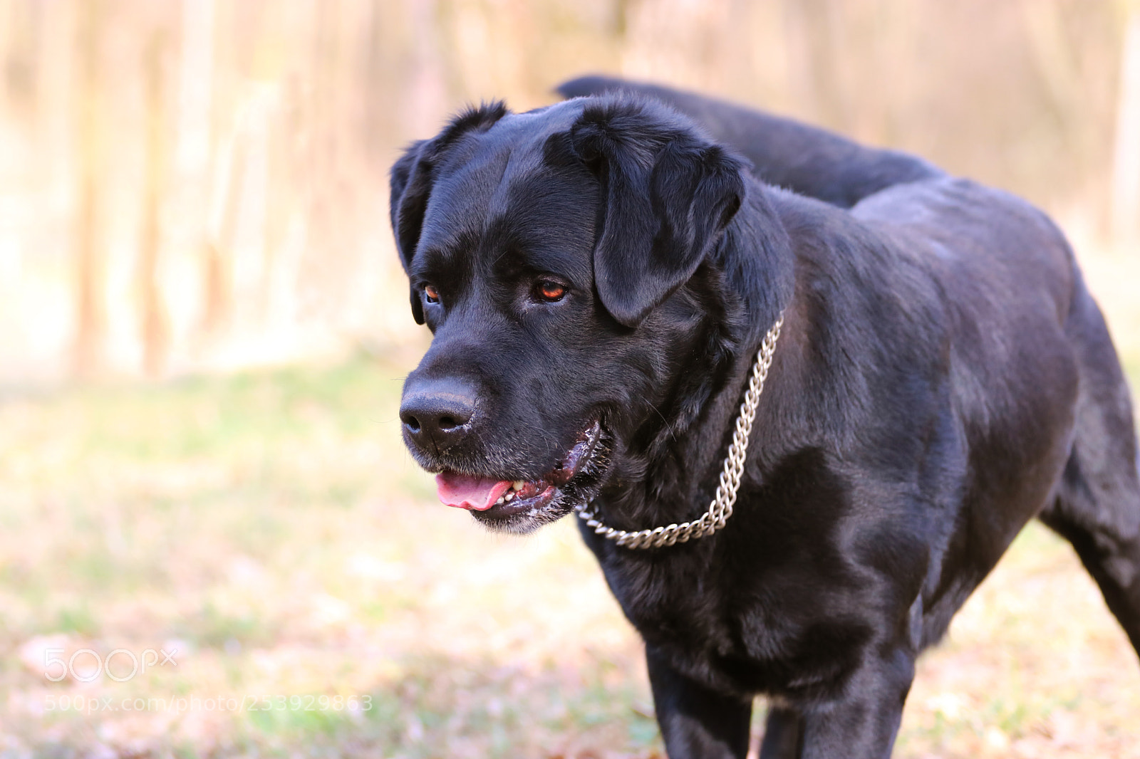 Canon EOS 750D (EOS Rebel T6i / EOS Kiss X8i) sample photo. My labra :) photography