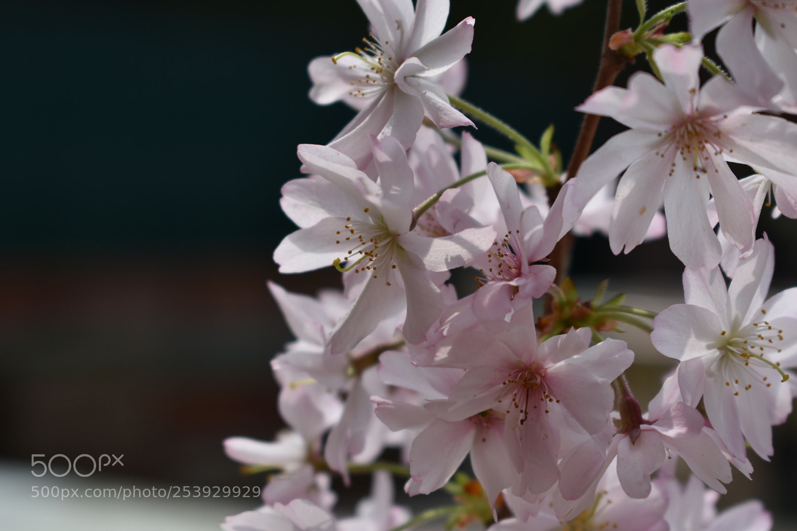 Nikon D3400 sample photo. Spring photography