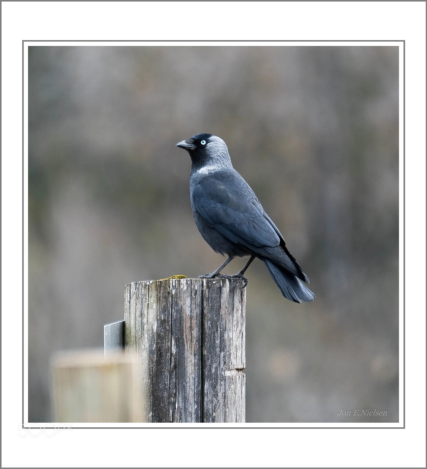Canon EOS 5D Mark IV sample photo. " the jackdaw " photography