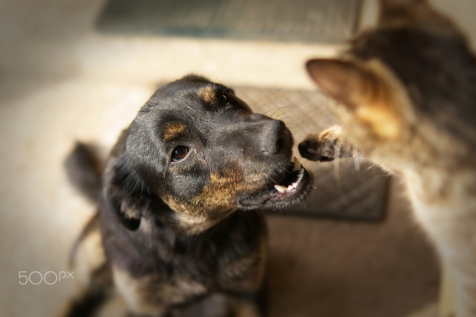 Sony Alpha DSLR-A450 sample photo. Kiss my paw photography