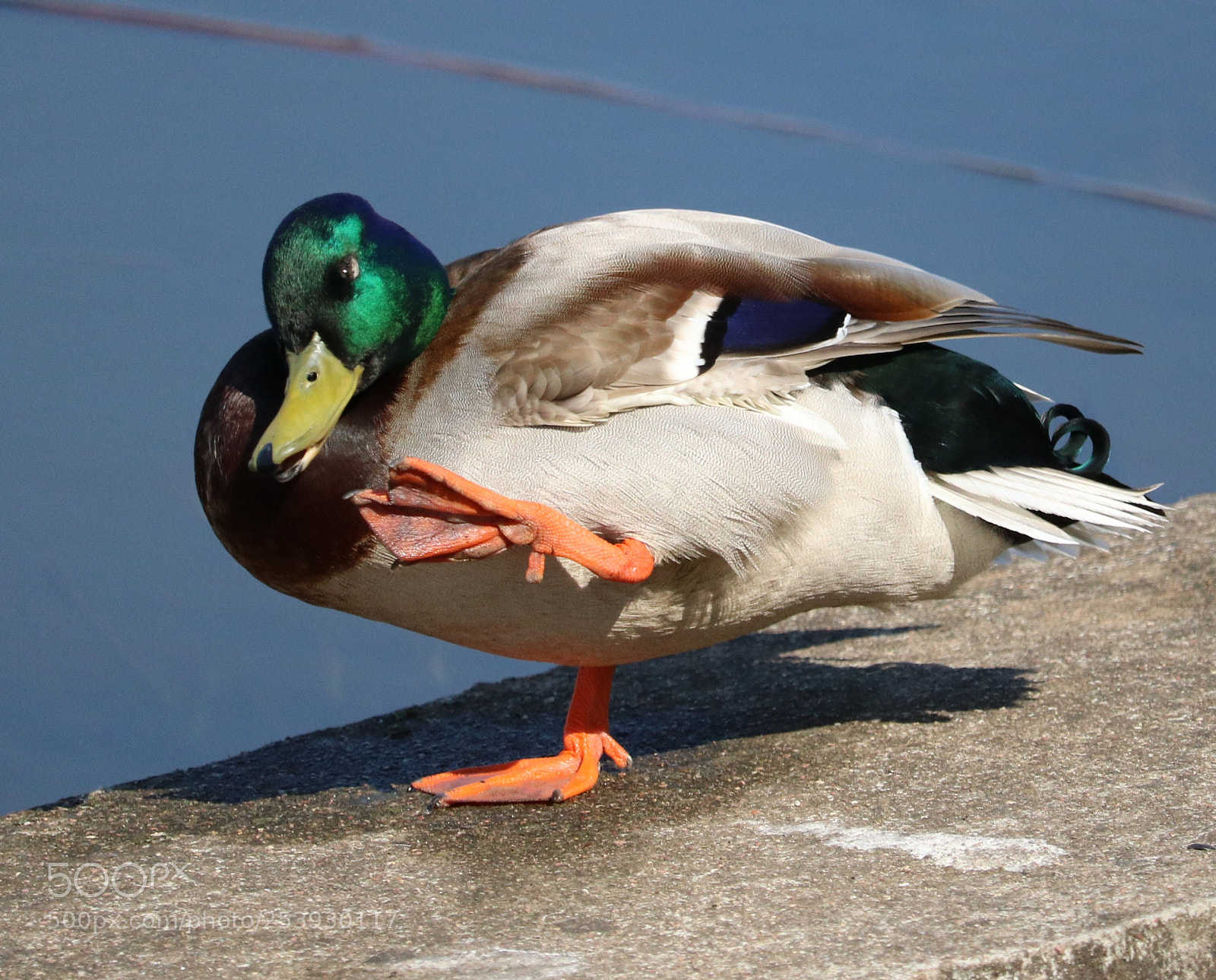 Canon EOS 750D (EOS Rebel T6i / EOS Kiss X8i) sample photo. Mallard practicing some martial photography
