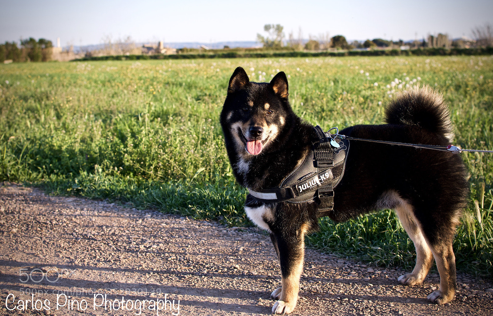 Nikon D7200 sample photo. Untitled photography