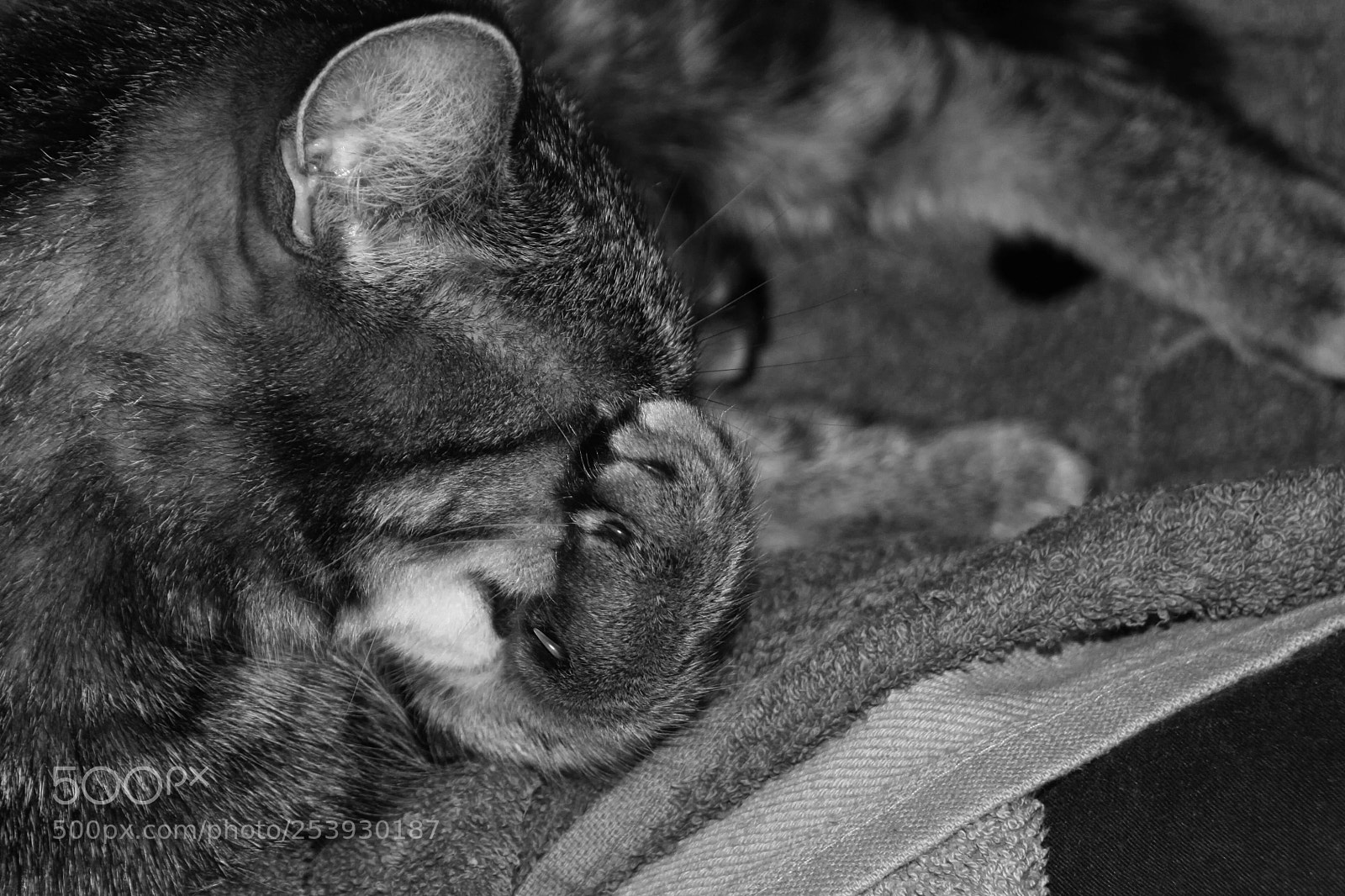 Canon EOS 450D (EOS Rebel XSi / EOS Kiss X2) sample photo. Tabby cat grooming photography