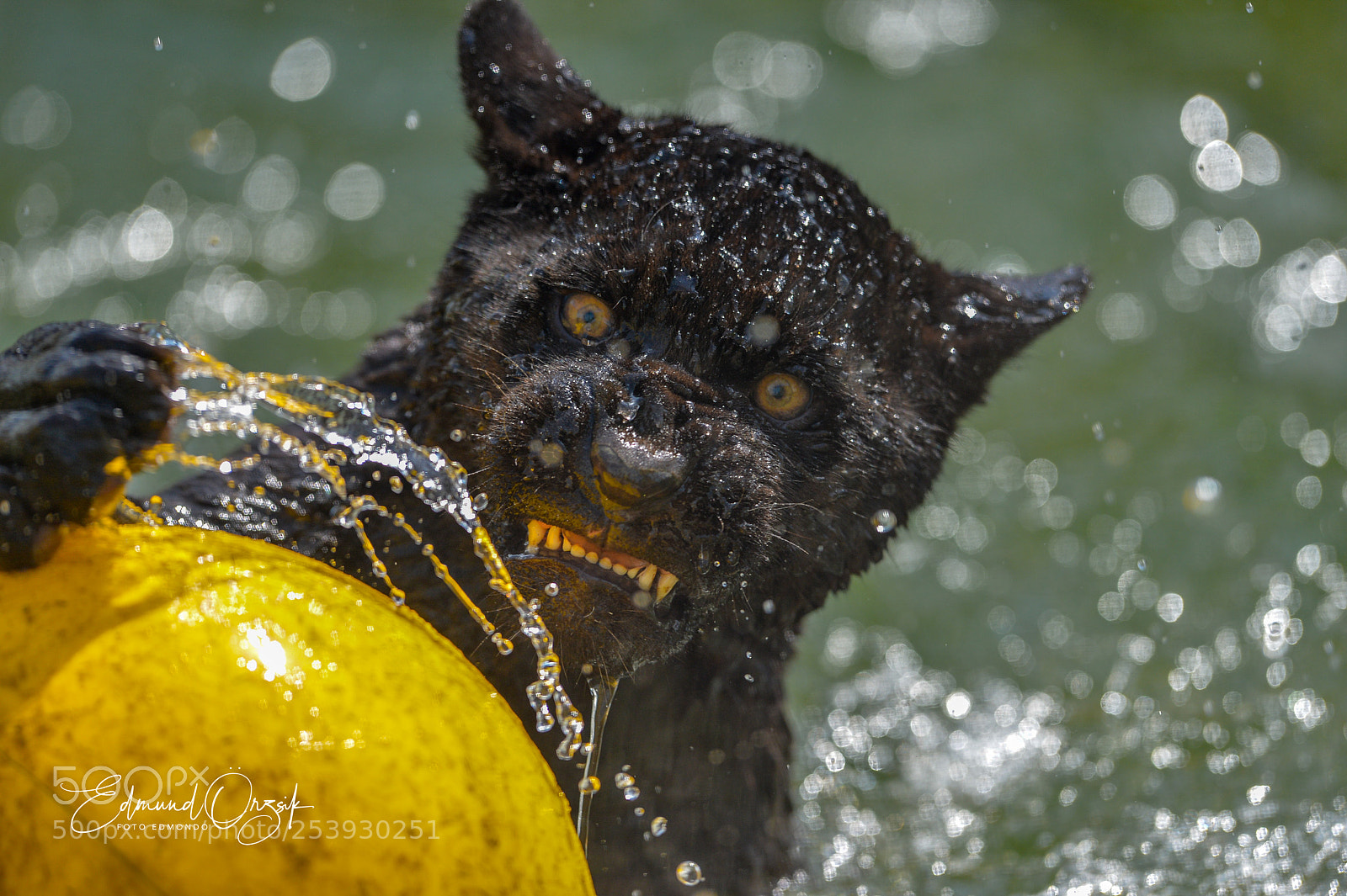 Nikon D4 sample photo. Water polo photography