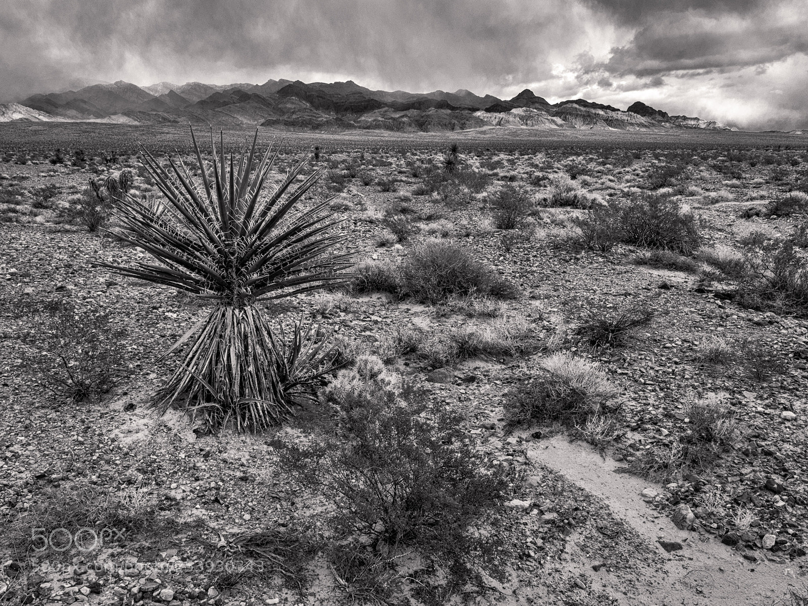 Olympus OM-D E-M1 Mark II sample photo. Desert photography