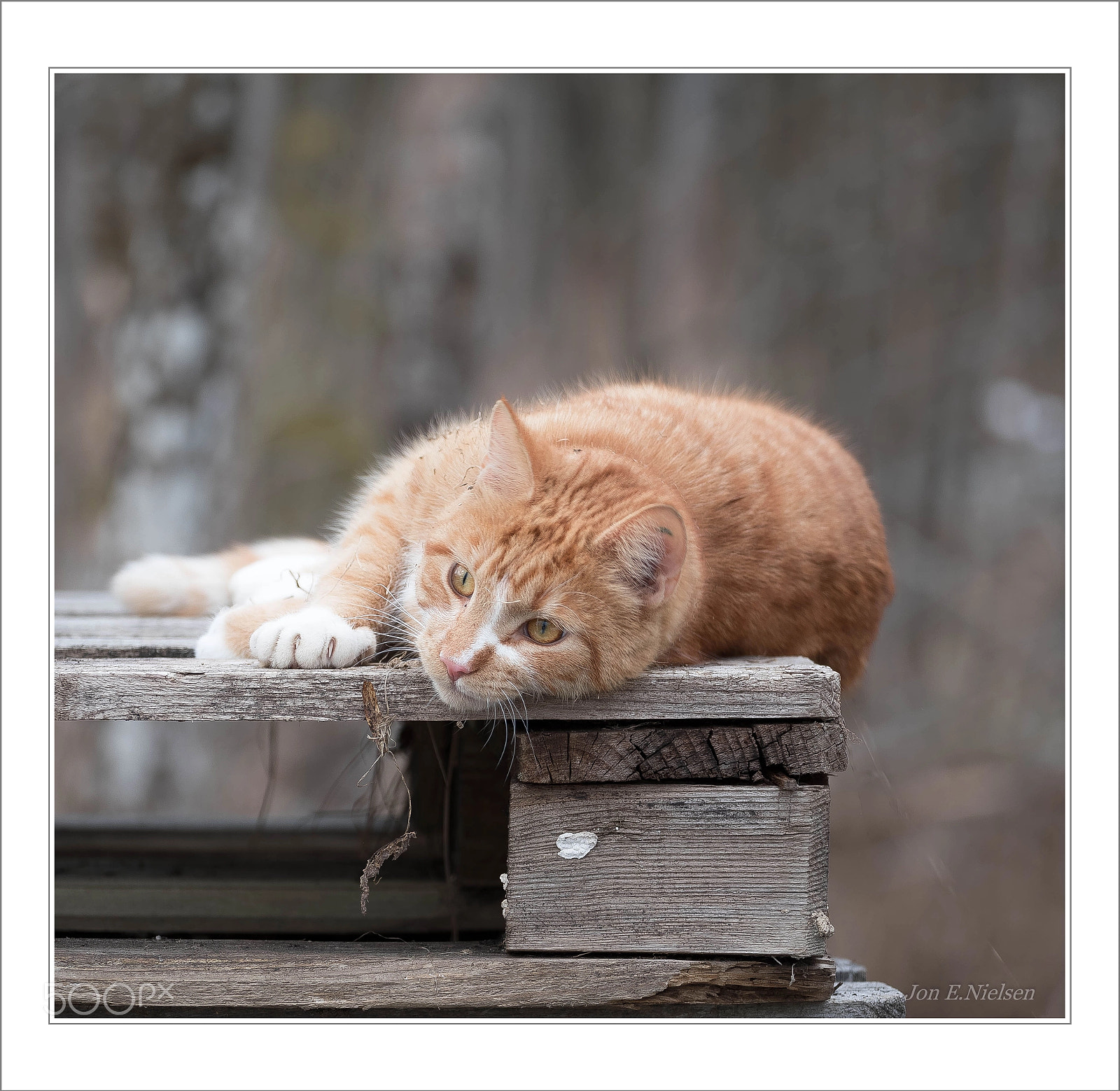 Canon EOS 5D Mark IV sample photo. " lazy " photography