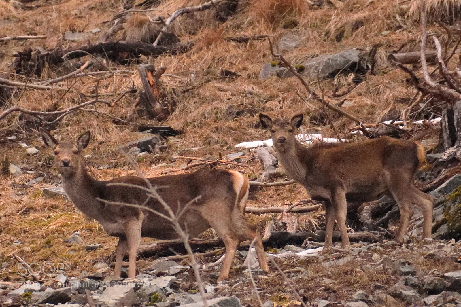 Nikon D3300 sample photo. Two deers watching me photography