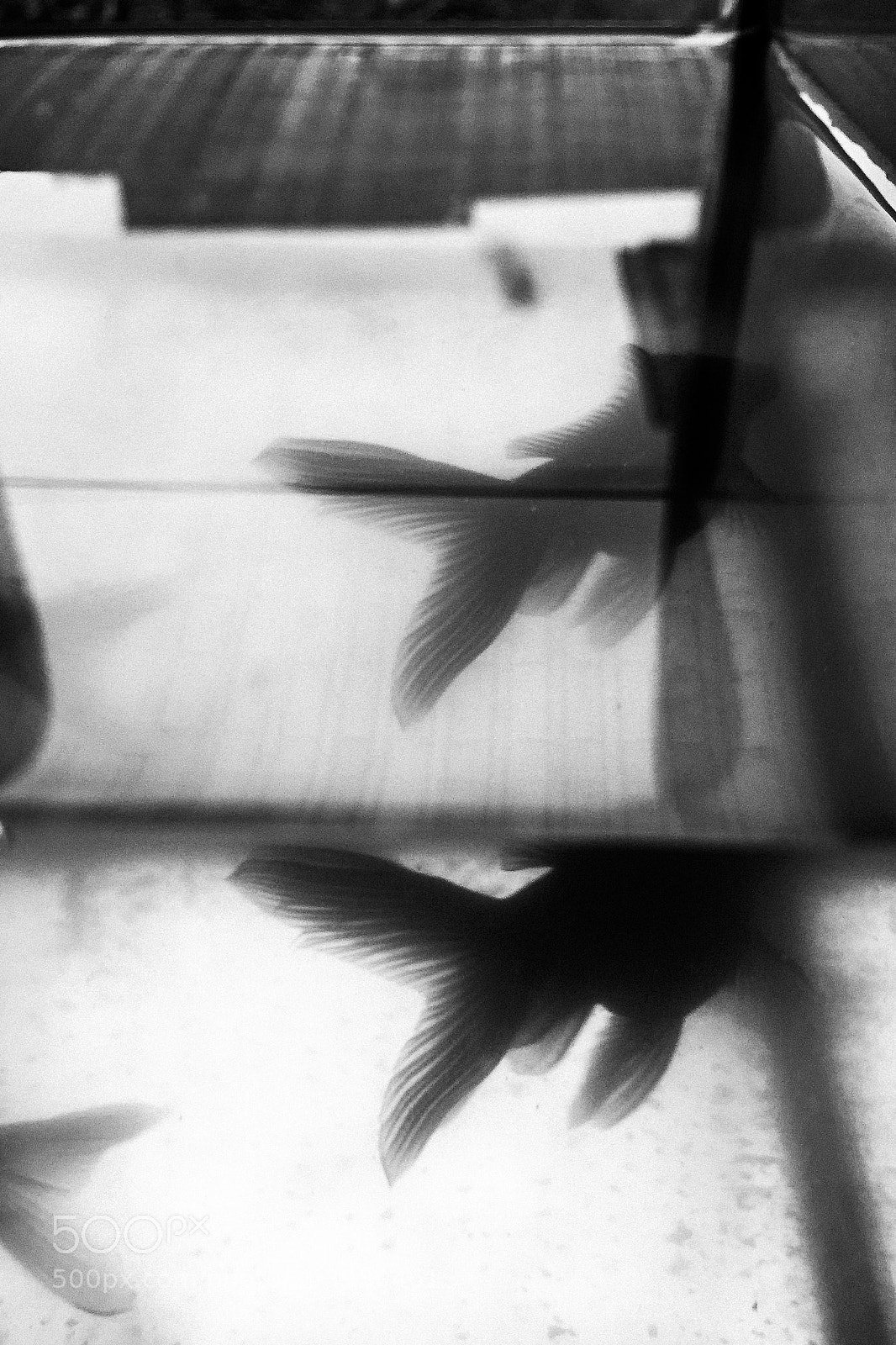 Apple iPhone 6 Plus sample photo. B&w photography